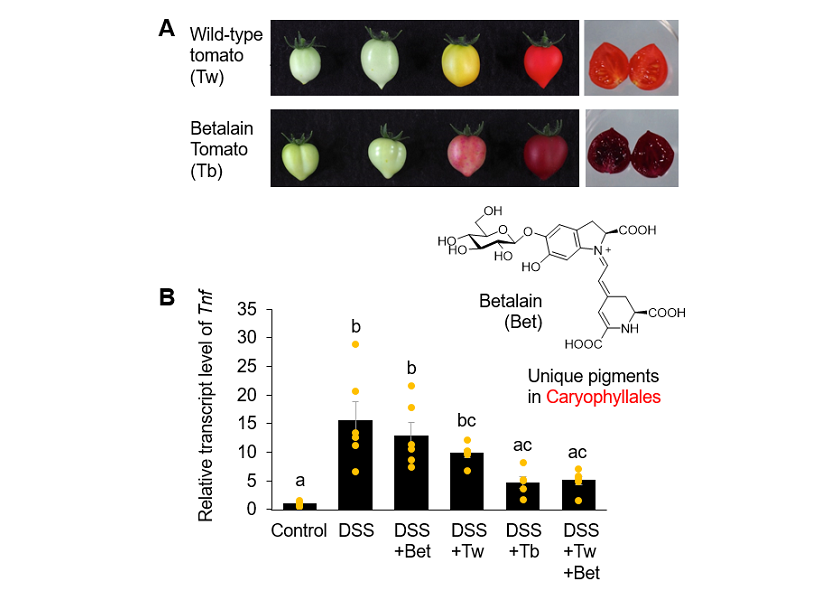 Japanese scientists seek to create vegetables with antiinflammatory